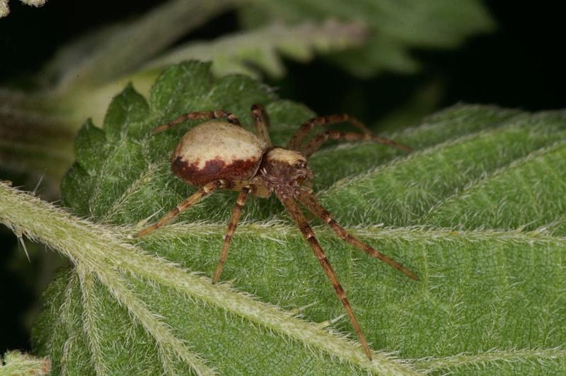 Philodromus_aureolus_D4893_Z_89_Les Gris_Frankrijk.jpg